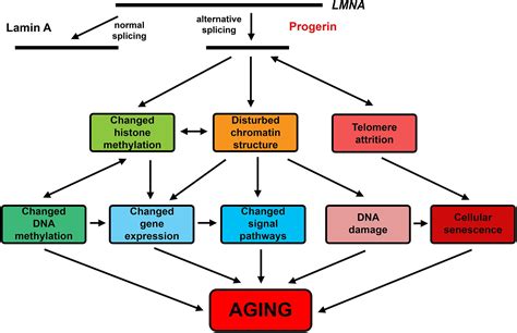 progerin and aging.